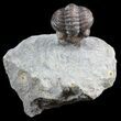 Rare, Enrolled Eifel Geesops Trilobite - Germany #50605-1